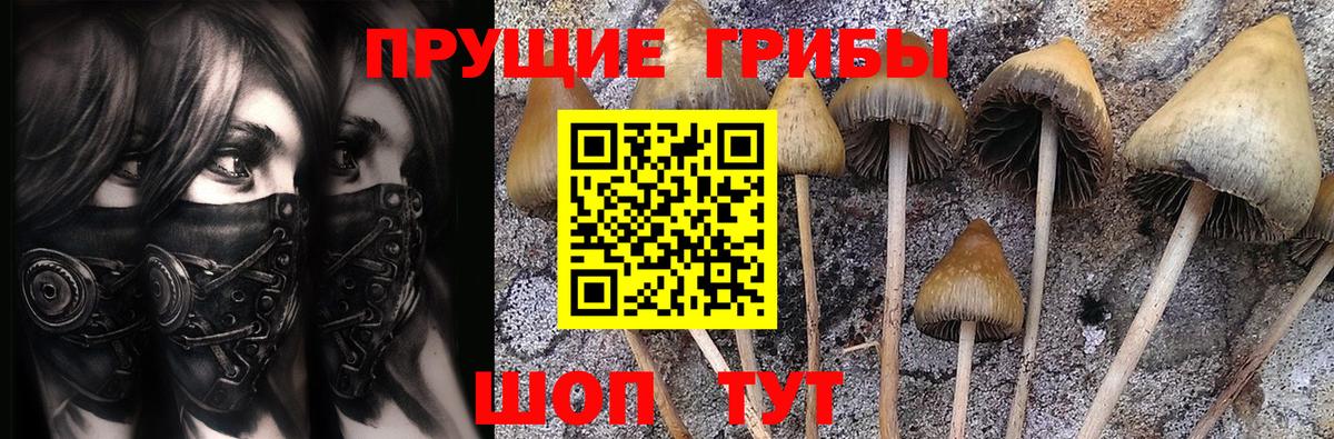 Псилоцибиновые грибы Psilocybine cubensis  Нефтеюганск  Псилоцибиновые грибы прущие грибы 